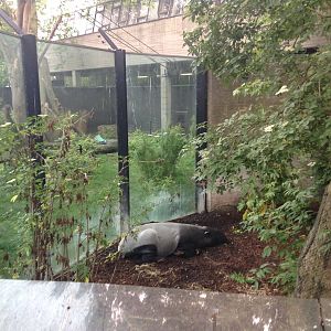 Gorilla and Tapir Enclosures.