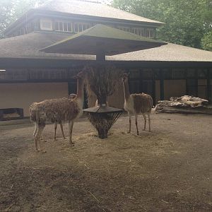 South American Enclosure.