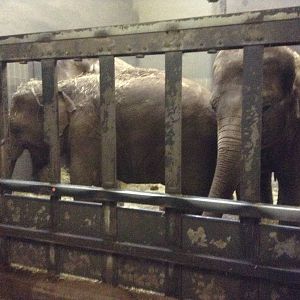 Elephants inside the Barn.