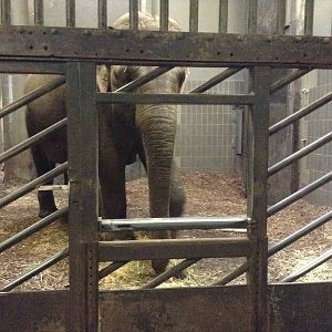 Elephants inside the Barn.
