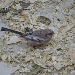 Long-tailed rosefinch