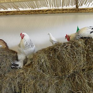 Roosters and pigeons