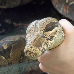 Boa constrictor