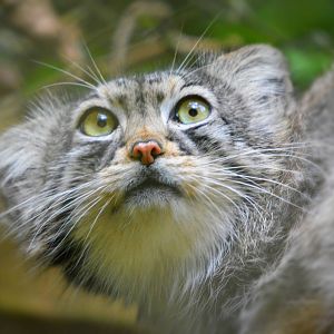 PALLAS CAT