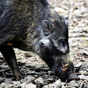 VISAYAN WART PIG