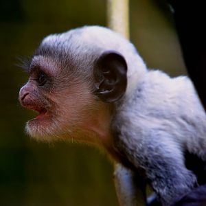BLACK AND WHITE COLOBUS YOUNG