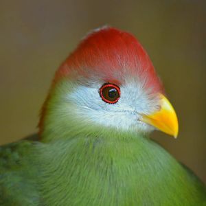 RED CRESTED TURACO
