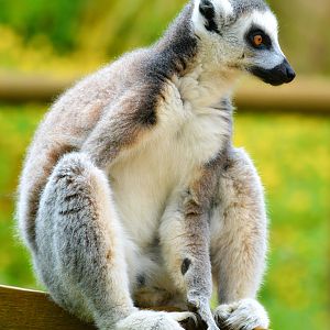 RING TAILED LEMUR