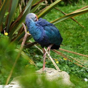 PURPLE SWAMPHEN