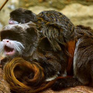 EMPEROR TAMARIN WITH YOUNG