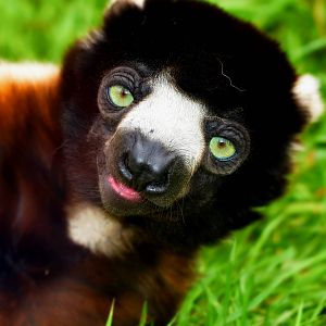 FEMALE SIFAKA