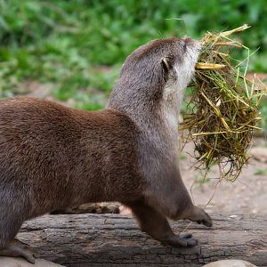 ORIENTAL SMALL CLAWED OTTER