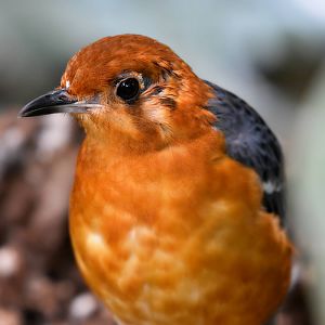 ORANGE HEADED GROUND THRUSH