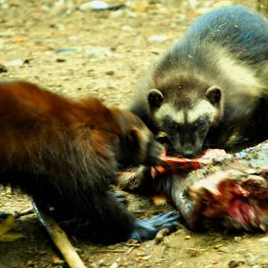 WOLVERINES FEEDING