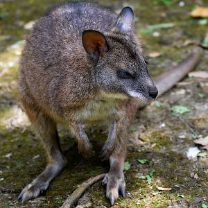 PARAMA WALLABY
