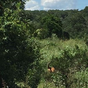 White-tailed Deer - Texas