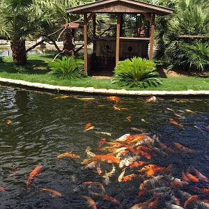 Lemur Island - Ringtailed Lemurs and Koi.
