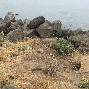 California Ground Squirrel - California.