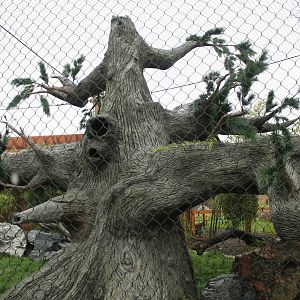 Red panda exhibit - man-made tree
