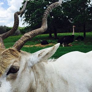Addax and Ostritch