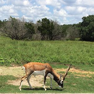 Blackbuck