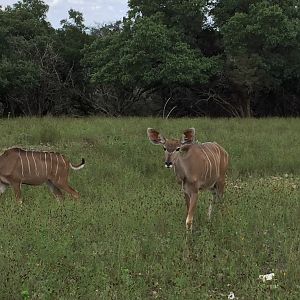 Greater Kudu