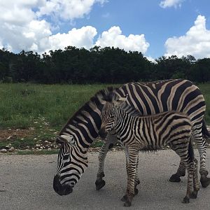 Zebra mare with newborn Foal.