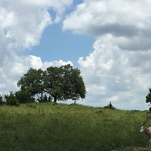Scimitar-horned Oryx