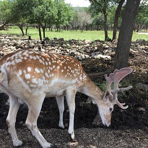 Fallow Deer