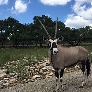 Gemsbok