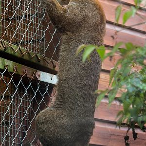 Tibetan golden cat : Exmoor Zoo : 22 May 2015