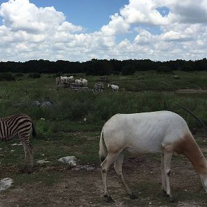 Zebras and Scimitar-horned Oryx