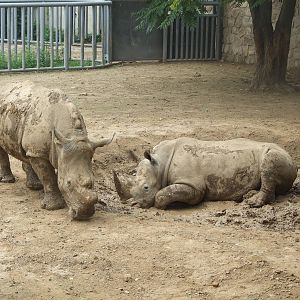 New mud wallow for rhino