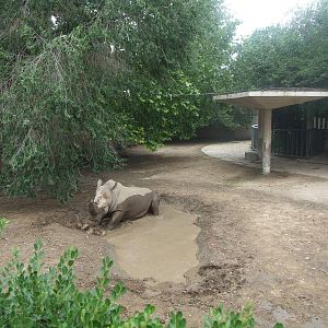 New mud wallow for rhino