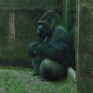 Silverback Gorilla, Xebo, 17 June 2015