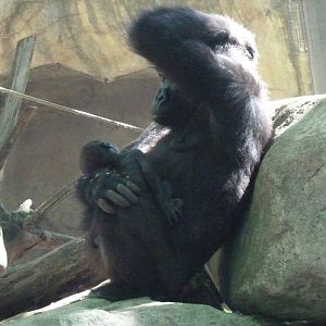 Female Gorilla and infant, 17 June 2015
