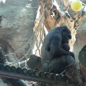 Female Gorilla and infant, 17 June 2015