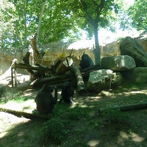 Gorilla enclosure, 17 June 2015