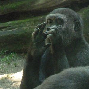 Young Female Gorilla, 17 June 2015