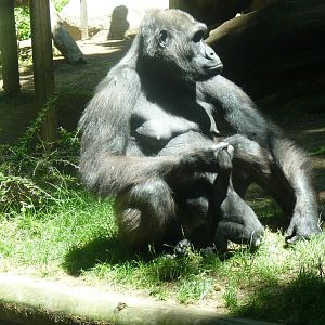 Female Gorilla and infant, 17 June 2015