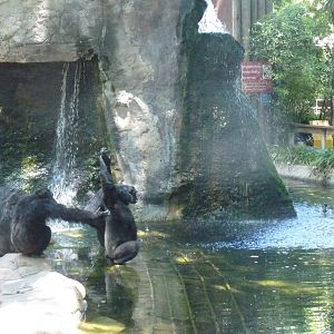 Begging Chimps, 17 June 2015