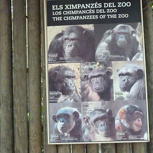 Chimp Sign, 17 June 2015