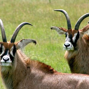 Roan antelope; Whipsnade; 27th June 2015