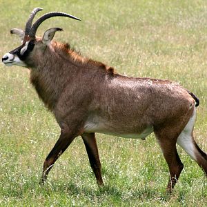 Roan antelope; Whipsnade; 27th June 2015