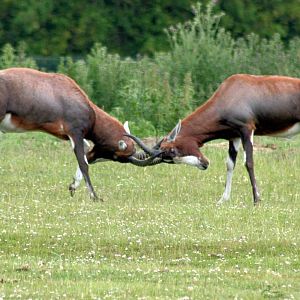 Blesbok; Whipsnade; 27th June 2015