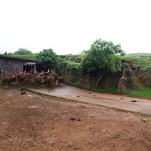 Ankole Cattle Enclosure at Cabarceno, 11/06/15