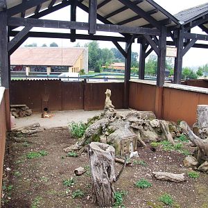 Prairie Marmot Enclosure at Cabarceno, 11/06/15