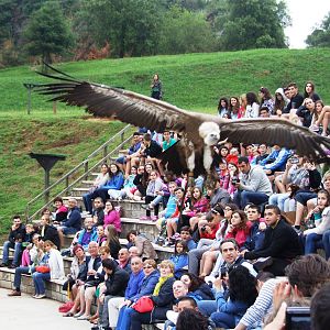 Bird of Prey Show at Cabarceno, 11/06/15