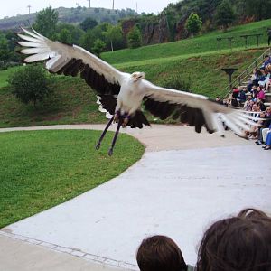 Bird of Prey Show at Cabarceno, 11/06/15