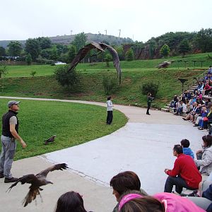 Bird of Prey Show at Cabarceno, 11/06/15